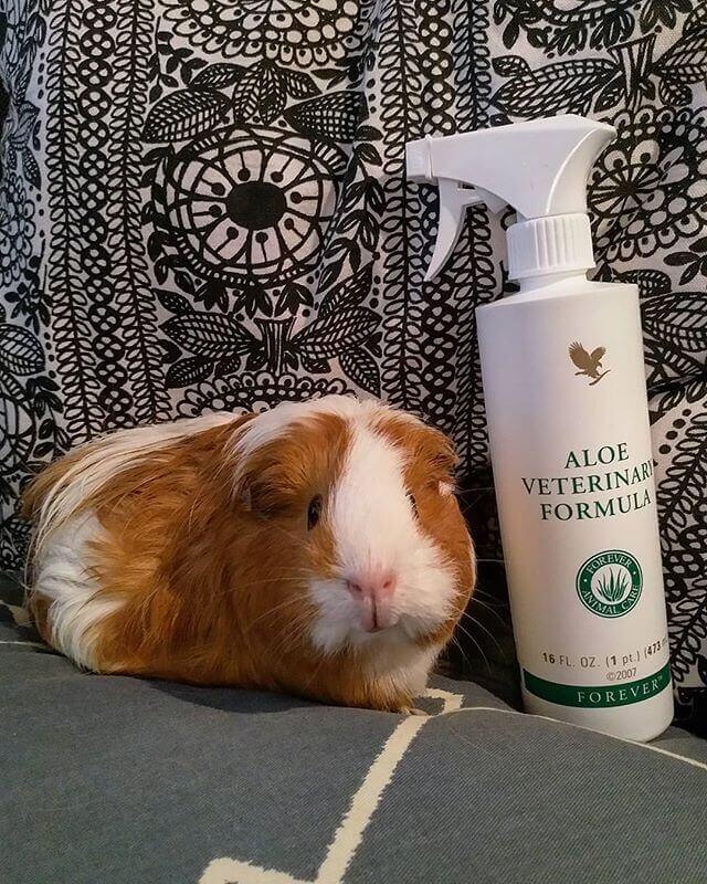 مراقبت از حیوانات خانگی فوراور